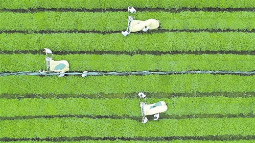 贵州发力农产品食品深加工，助推高成长企业与初级农产品升级