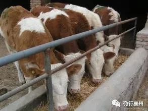 农产品质量基础知识（七） 初级农产品