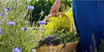 台湾有机农业的精髓 以初级农产品为核心的永续实践