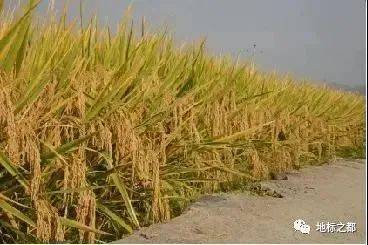 农业产业链与全产业链布局解析 从初级农产品出发