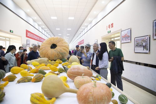 环湖赛舞台上的璀璨名片 湟中非遗与初级农产品的交融绽放