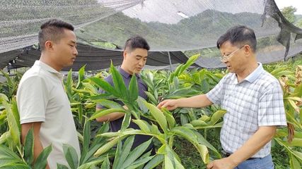 陕西粮农集团以魔芋产业助力云贵川陕群众增收，开出惠农好清单