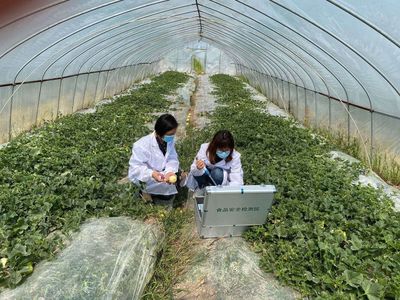 守护“舌尖上的安全” 鹿城开展农产品质量安全专项行动