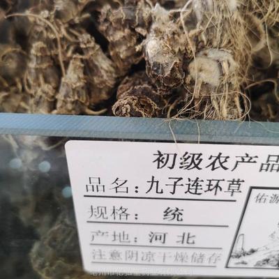 野生九子连环草 从山野奇珍到初级农产品的价值探索