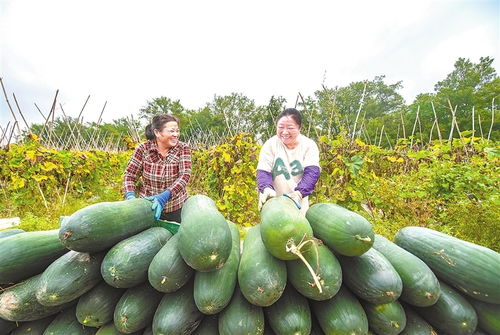 信丰县 特色农产品绘就乡村振兴新画卷，初级农产品变身致富“金钥匙”