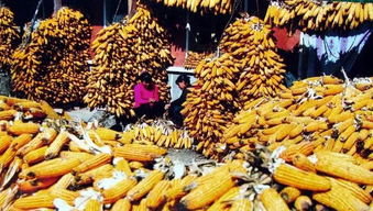 初探会泽 初级农产品如何铺就贫困人民的致富路